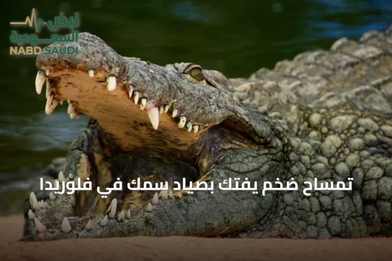 تمساح ضخم يفتك بصياد سمك في فلوريدا