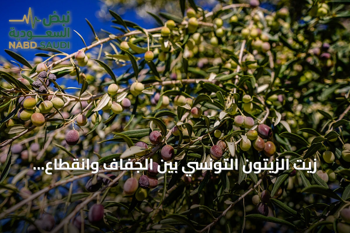 زيت الزيتون التونسي بين الجفاف وانقطاع الكهرباء.. هل تنقذ الأسعار الموسم؟