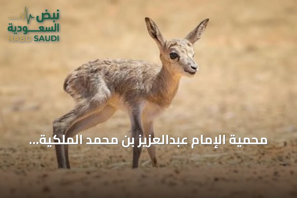 محمية الإمام عبدالعزيز بن محمد الملكية تسجل ولادة 19 كائنًا فطريًا جديدًا خلال الربع الثالث من 2026