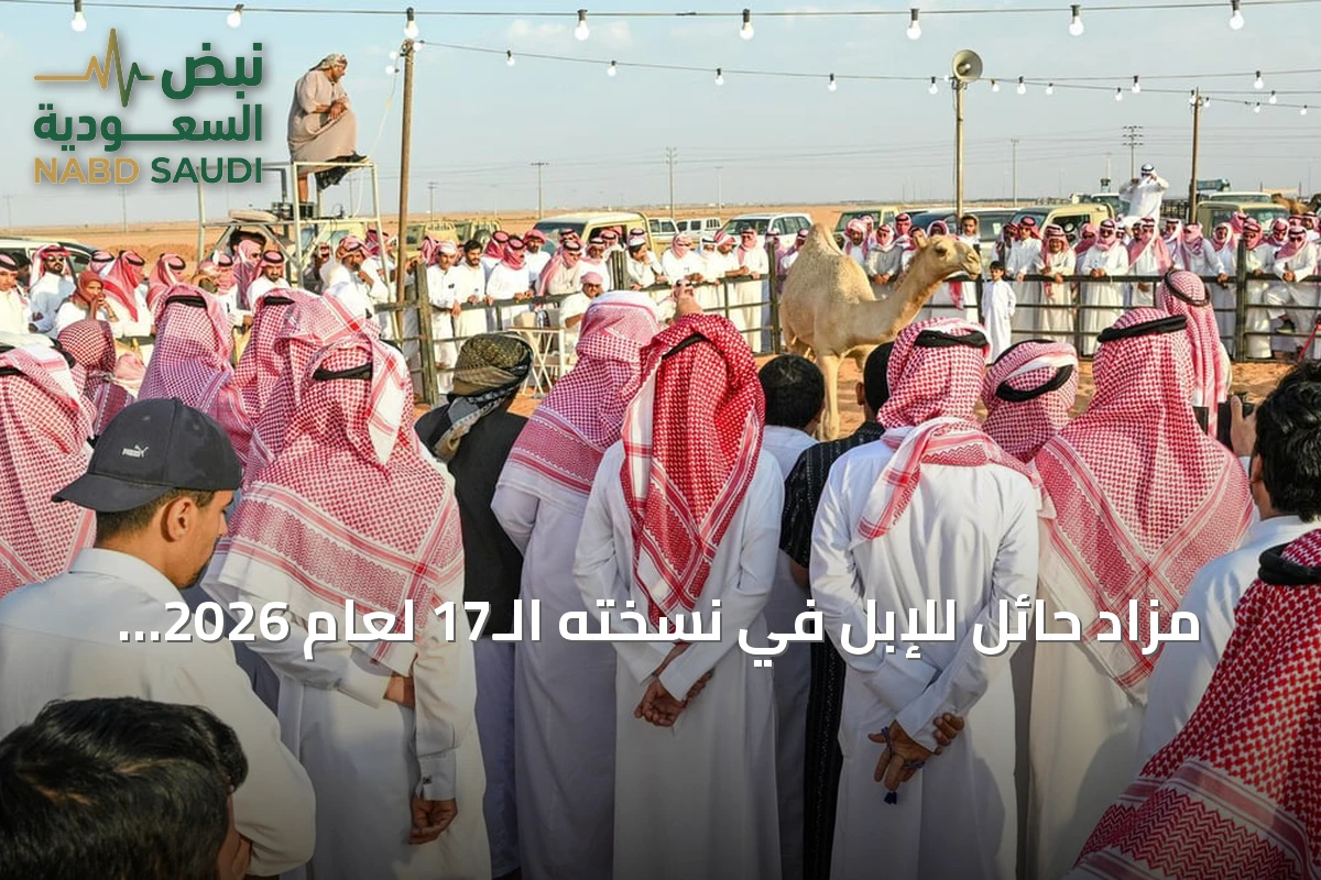 مزاد حائل للإبل في نسخته الـ17 لعام 2026 يحقق مبيعات تتجاوز 26 مليون ريال