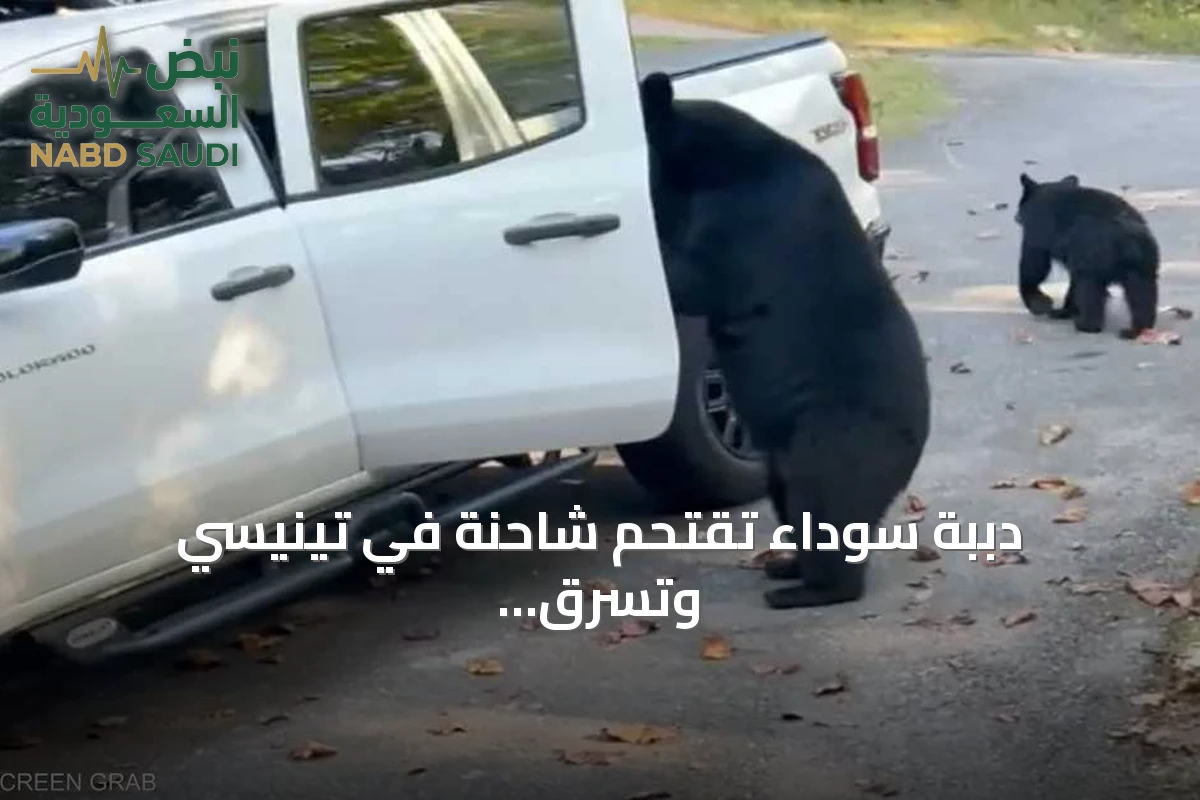 دببة سوداء تقتحم شاحنة في تينيسي وتسرق وجبات خفيفة ومشروبات (فيديو)